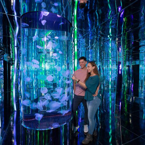 Visitors surrounded by glowing moon jellies in Aquarium at the Boardwalk’s infinity room.
